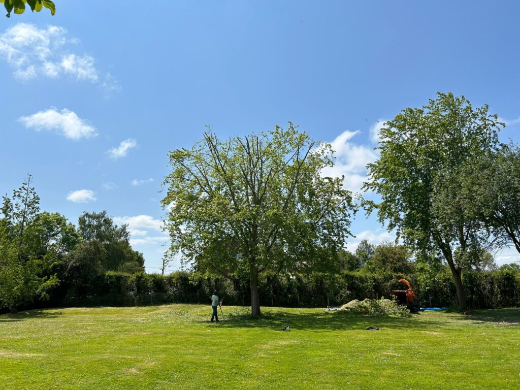 J V Tree Services, a professional tree surgeon in Crowborough, East Sussex, performing expert tree services, including tree pruning and maintenance in a large open garden.