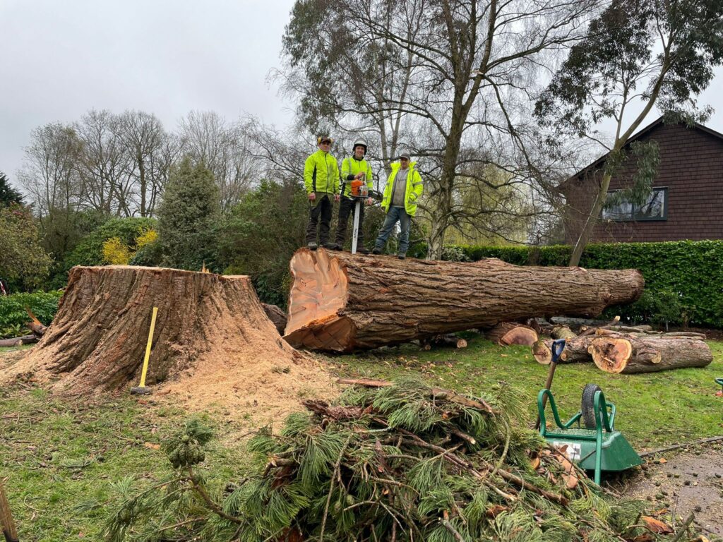 J V Tree Services, a tree surgeon in Crowborough, East Sussex, performing professional tree removal with a large felled tree and stump grinding on-site.