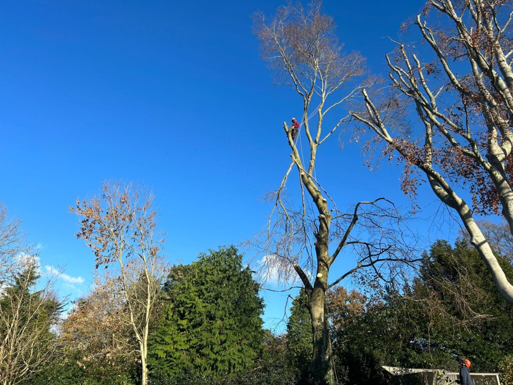 J V Tree Services providing expert tree surgery in Crowborough, East Sussex. A professional tree surgeon performing high-level pruning and maintenance on a large tree.