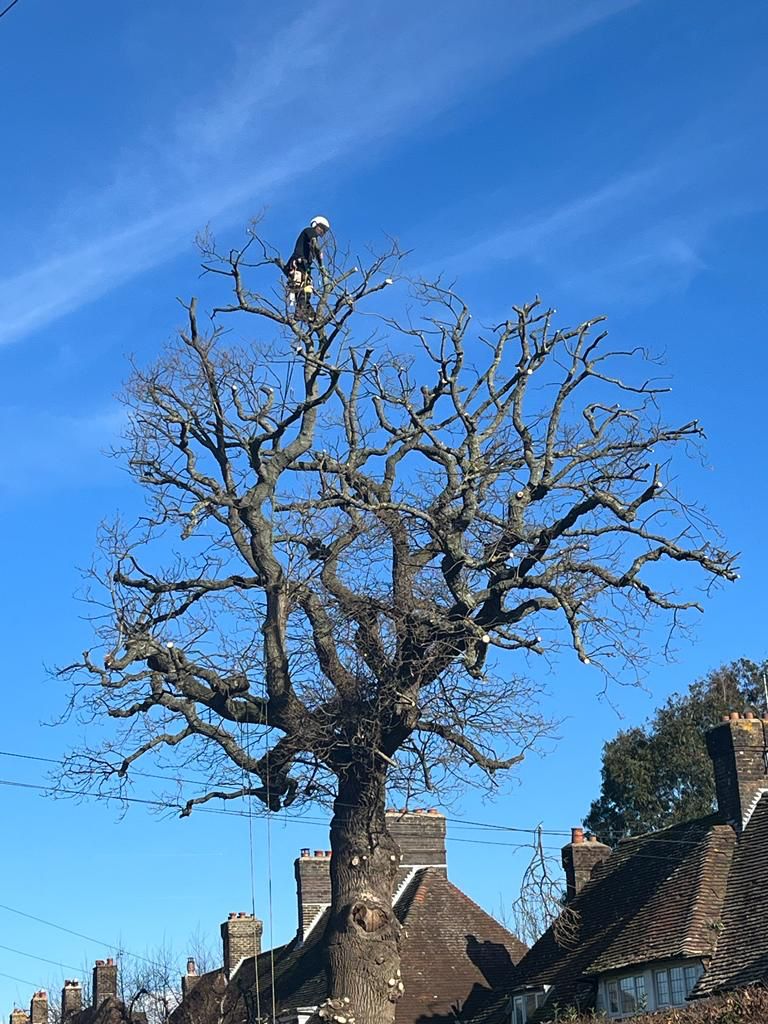 J V Tree Services providing expert tree surgery in Crowborough, East Sussex. A professional tree surgeon performing high-level pruning and maintenance on a large tree.