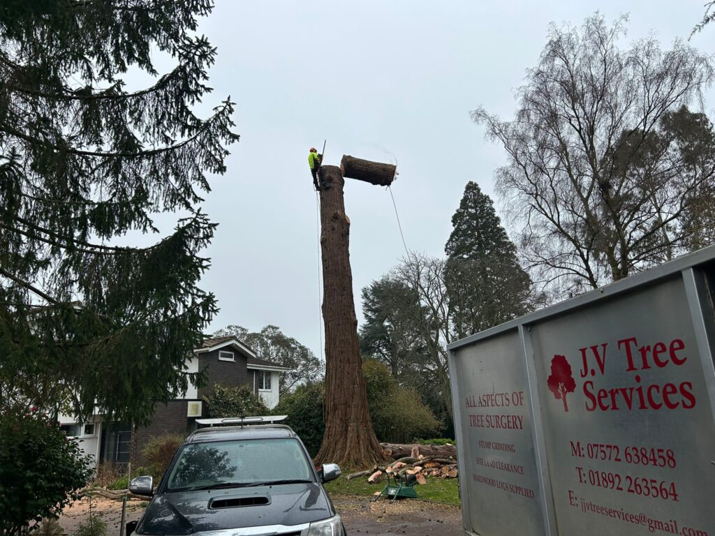 J V Tree Services, a professional tree surgeon in Crowborough, East Sussex, performing expert tree removal with precision cutting and safety measures in place.