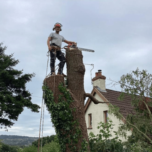 J V Tree Services professional tree surgeon performing tree removal in Crowborough, East Sussex. Expert tree cutting and maintenance services with safety and precision.