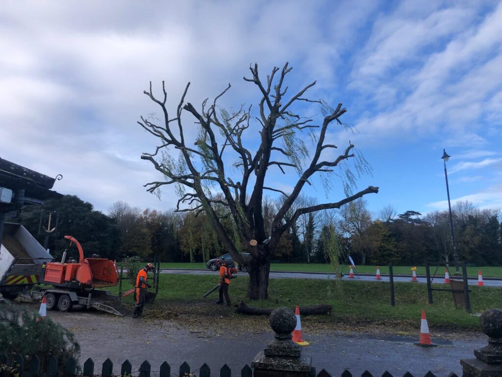 J V Tree Services team performing professional tree cutting and removal in Crowborough, East Sussex. Expert tree surgeons ensuring safe and efficient tree services.