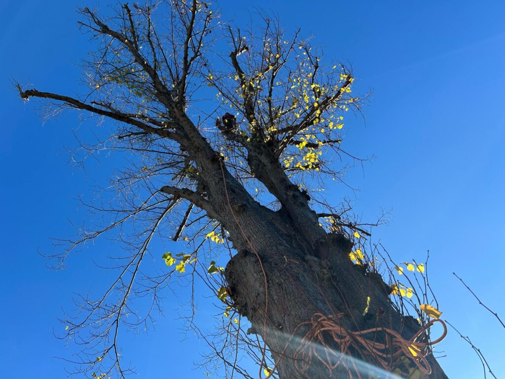 J V Tree Services - Expert tree surgeon performing tree pruning in Crowborough, East Sussex. A professional arborist working at height on a large tree under a clear blue sky.