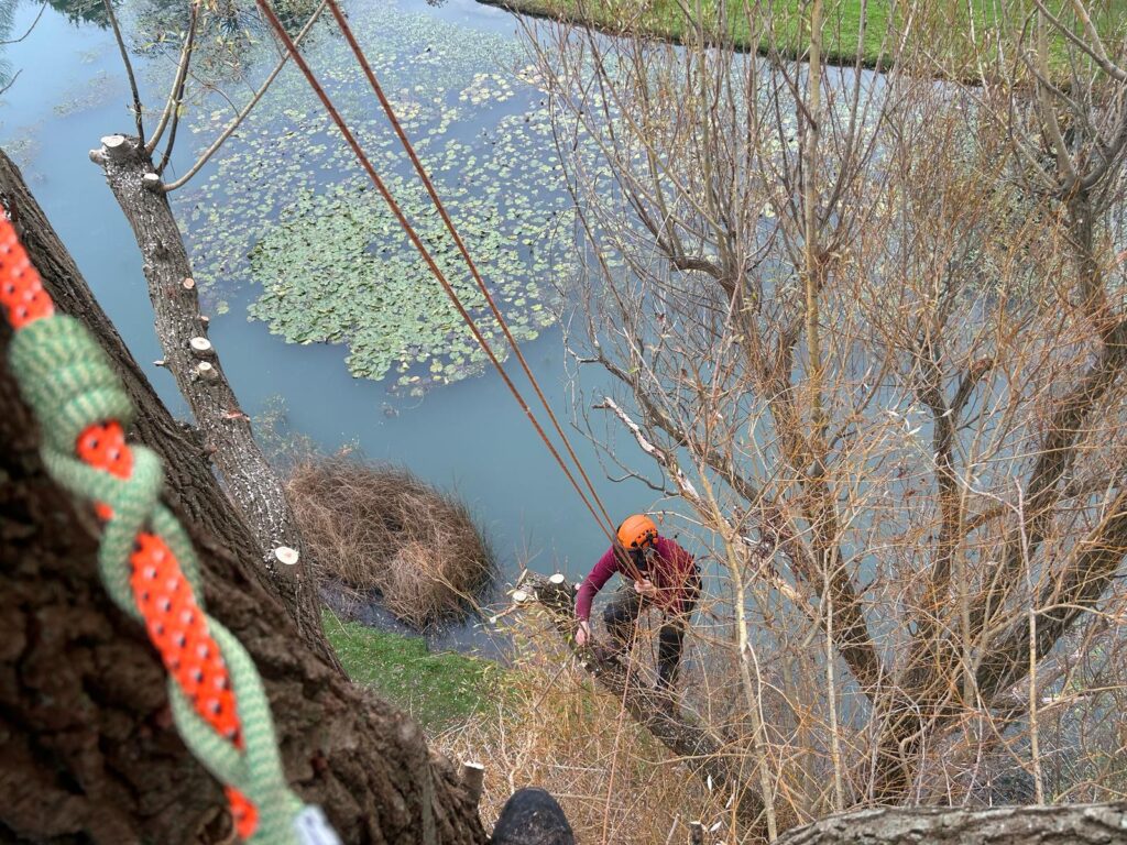 J V Tree Services, a professional tree surgeon in Crowborough, East Sussex, performing precise tree trimming near a pond. The image captures an arborist using a rope system for safety while cutting branches over the water.