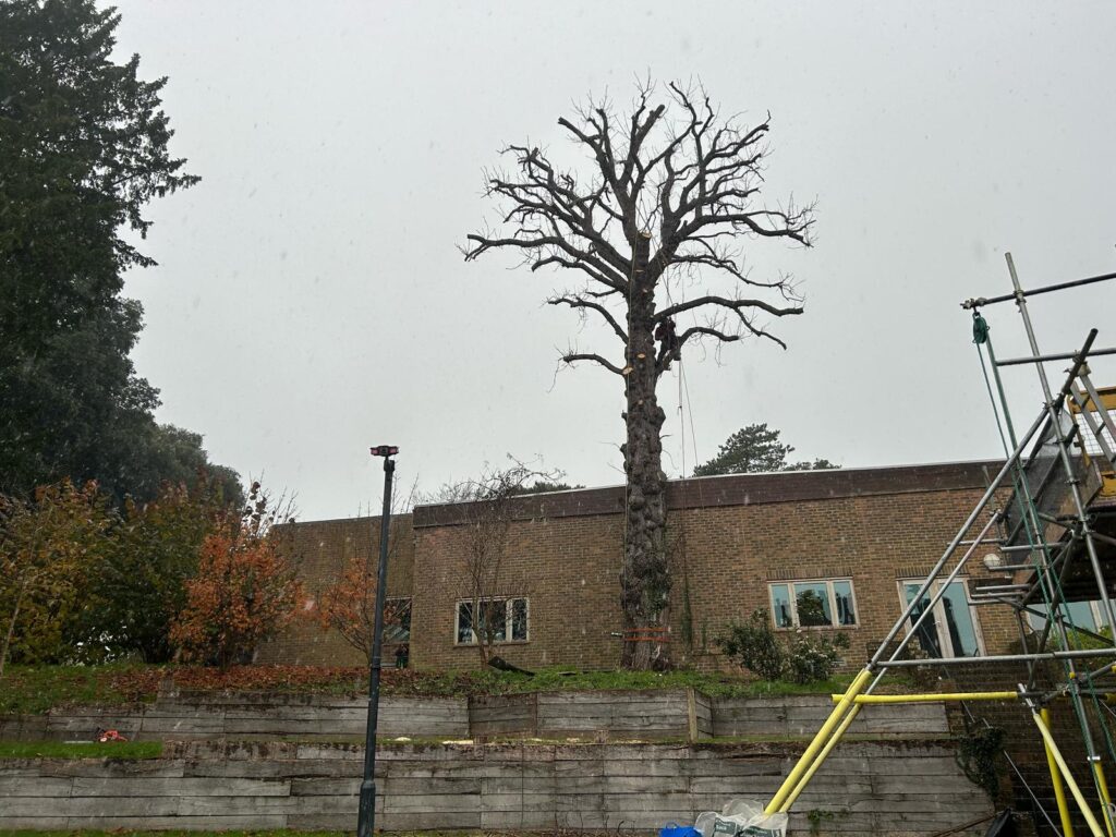 J V Tree Services, a professional tree surgeon in Crowborough, East Sussex, carrying out a large tree removal near a building. The image features an arborist working high in a dead tree using advanced climbing and rigging techniques for safe dismantling.