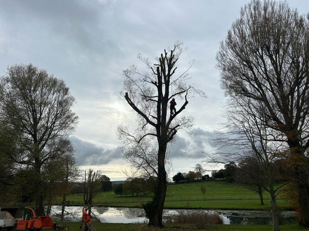 V Tree Services, a professional tree surgeon in Crowborough, East Sussex, performing expert tree reduction and removal near a scenic pond. The image features an arborist high in a tree using precision cutting techniques, with a team and wood chipper on-site for efficient debris management.